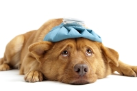 Kennel cough can be difficult to diagnose.