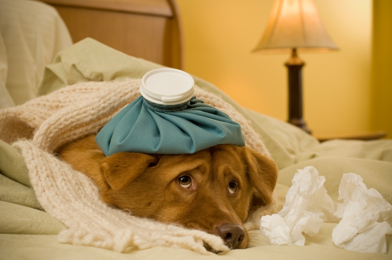 Sometimes a sick dog is a good faker! Be sure to watch for symptoms to see if your dog has kennel cough.